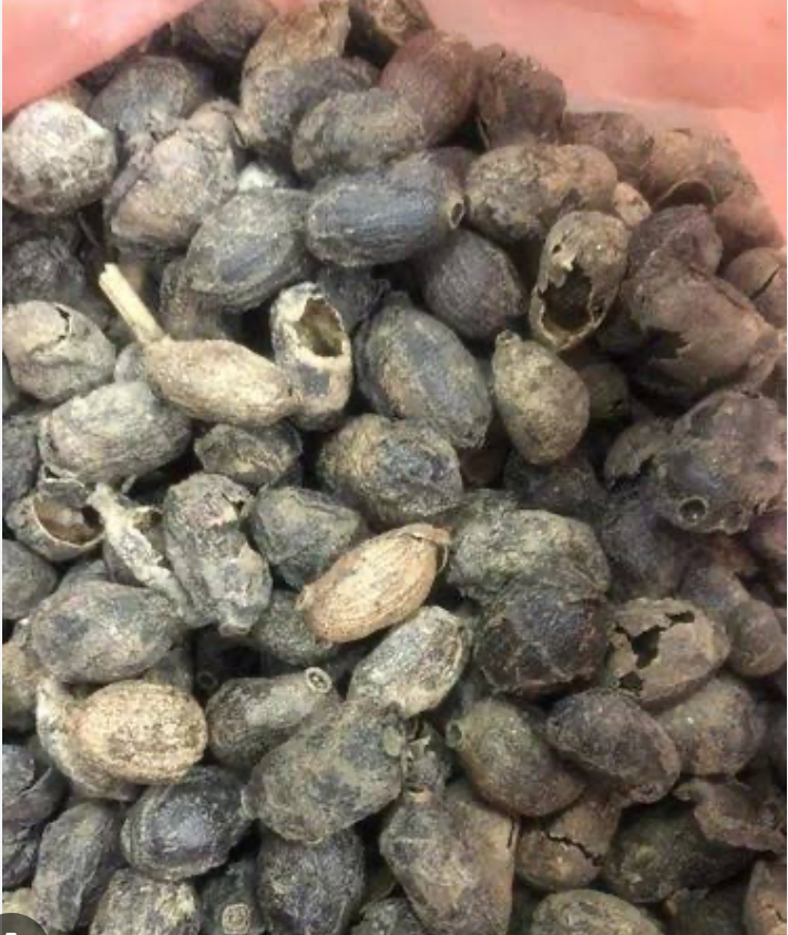 بذور البرقوق